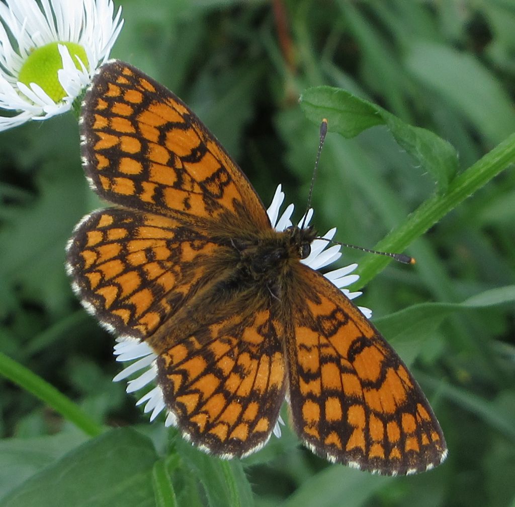 Melitaea phoebe? M o F?